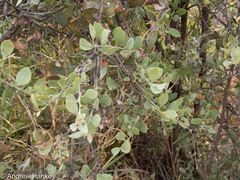 Osyris lanceolata