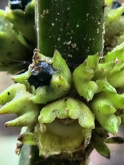 Paraphlomis javanica