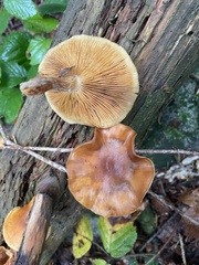 Collybiopsis peronata