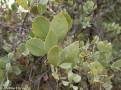 Osyris lanceolata