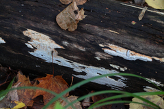 Neoantrodia serialis