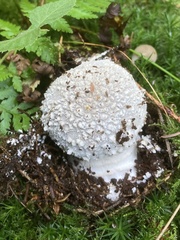 Amanita excelsa