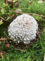 Amanita excelsa