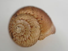 Punctoidea