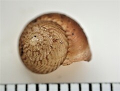 Punctoidea