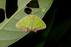 Agathia carissima