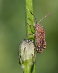 Stictopleurus punctatonervosus