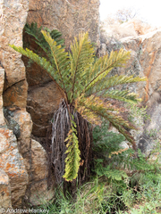 Cyathea dregei