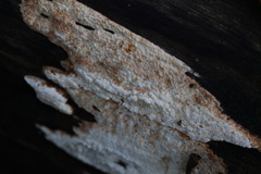 Neoantrodia serialis