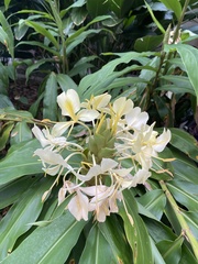 Hedychium flavescens