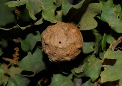 Andricus sternlichti