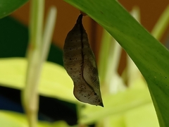 Doleschallia bisaltide