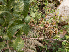 Rubus rigidus