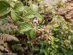 Rubus rigidus