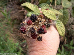 Rubus rigidus
