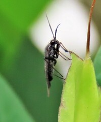 Orthocephalus saltator