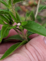 Lithospermum caroliniense