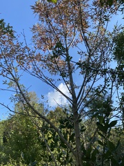 Pistacia terebinthus