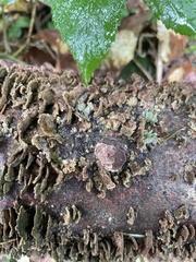 Trichaptum abietinum