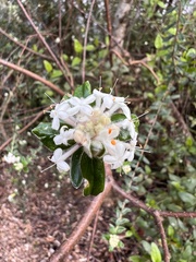 Pimelea nivea