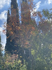 Pistacia terebinthus