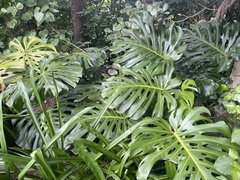 Monstera deliciosa