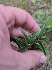 Lithospermum caroliniense