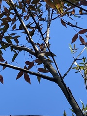 Pistacia terebinthus