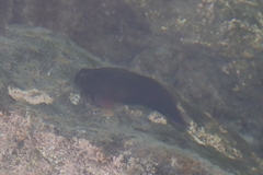 Ophioblennius atlanticus