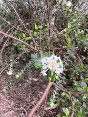 Pimelea nivea