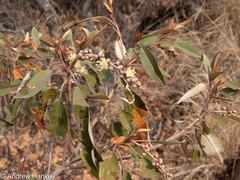 Croton gratissimus gratissimus