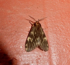 Lemyra