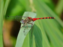 Sympetrum ambiguum