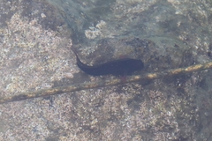 Ophioblennius atlanticus