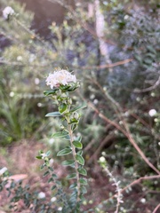 Pimelea nivea
