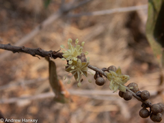 Croton gratissimus gratissimus