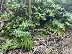 Monstera deliciosa