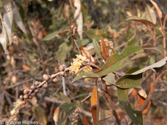 Croton gratissimus gratissimus