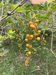 Duranta erecta