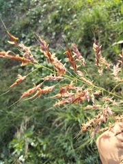 Sorghum halepense