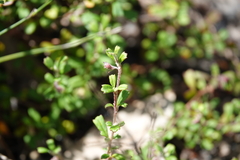 Xanthosia tridentata