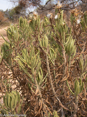 Senecio barbertonicus