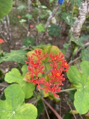 Jatropha podagrica