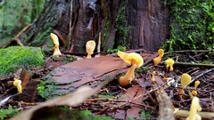 Cudoniaceae