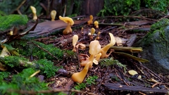 Cudoniaceae