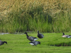 Branta bernicla