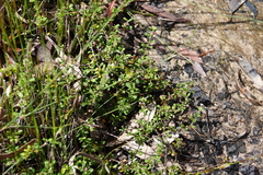 Xanthosia tridentata