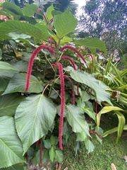 Acalypha hispida