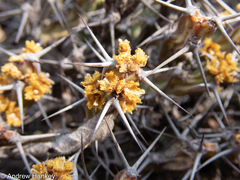 Euphorbia schinzii
