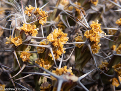 Euphorbia schinzii